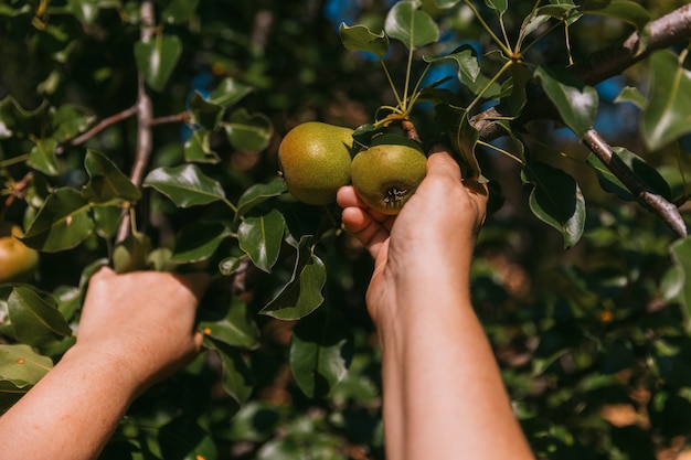 La mano di una donna raccoglie una pera matura da un ramo di un albero.