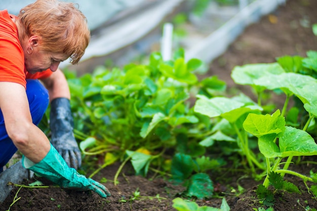 La mano di una donna sta pizzicando l'erba diserbanti e disinfestazione nel giardino Terreni coltivati da vicino Pianta agricola che cresce nella fila del letto