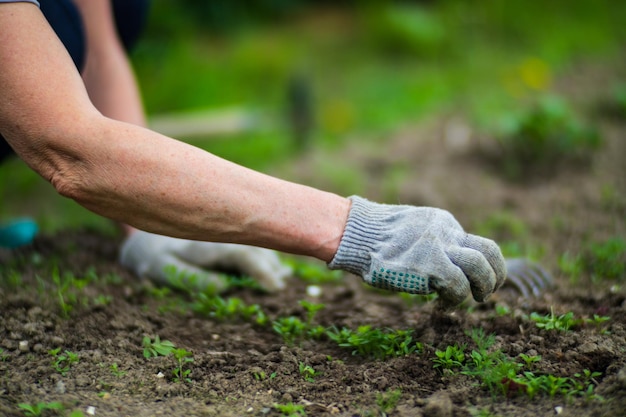 La mano di una donna sta pizzicando l'erba diserbanti e disinfestazione nel giardino Terreni coltivati da vicino Pianta agricola che cresce nella fila del letto