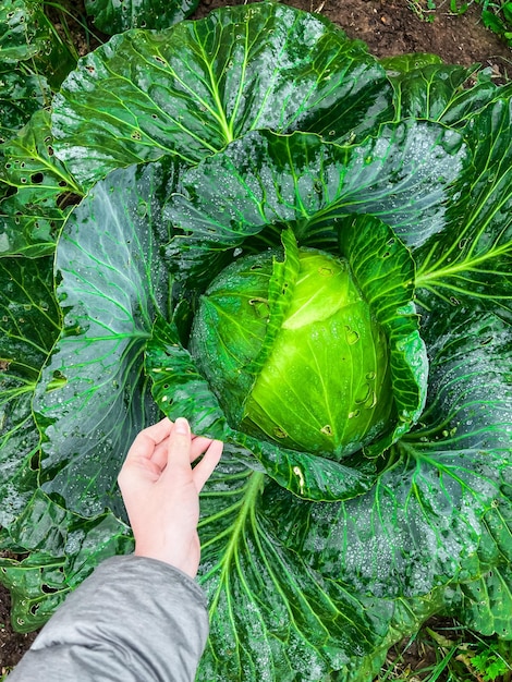 La mano di una donna tiene una foglia vicino a un grande cavolo verde in giardino