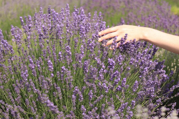 La mano di una donna tocca i fiori di lavanda in un soleggiato giorno d'estate Luogo per il testo Campo di lavanda