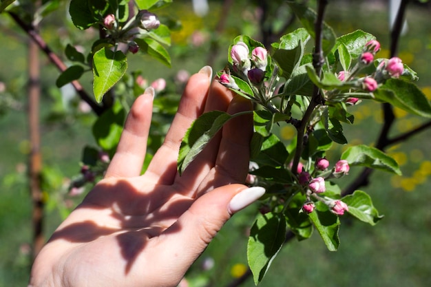 La mano di una giovane donna che tocca bei fiori rosa di un albero da frutto in primavera