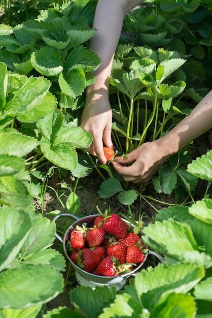 La mano di una giovane donna raccoglie le fragole fresche nella vista dall'alto del giardino