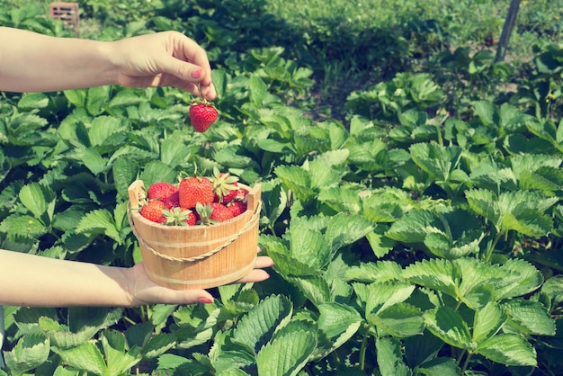 La mano di una giovane donna tiene la padella con fragole fresche sotto le piante di strawreries