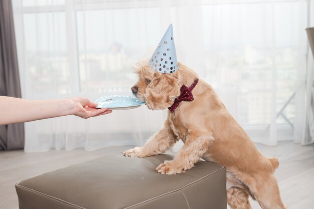 La mano femminile dà al cane l'odore del piatto