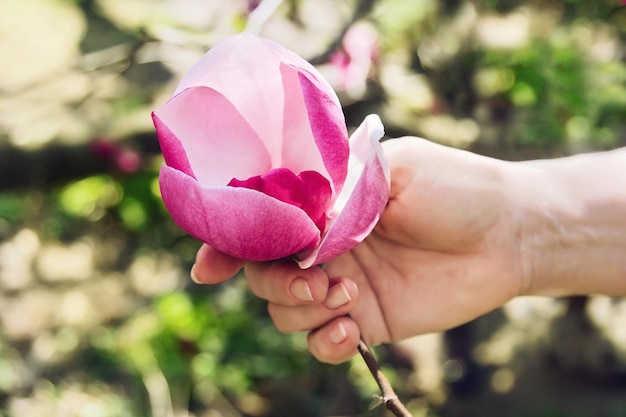 La mano femminile del primo piano tiene il fiore rosa dell'albero di magnolia in giardino