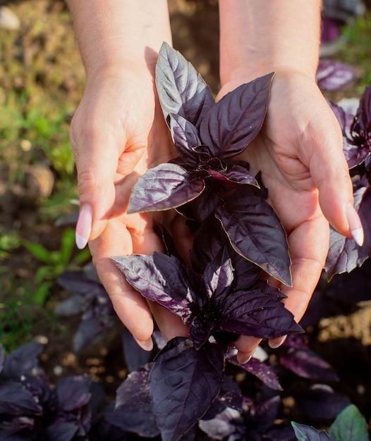 La mano femminile di un contadino che tende un basilico viola in un letto da giardino. Raccolta di cibo sano concetto.