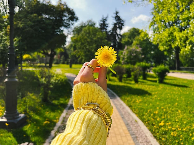 La mano femminile in un cardigan giallo e un braccialetto di gioielli dorati tiene un fiore di tarassaco.