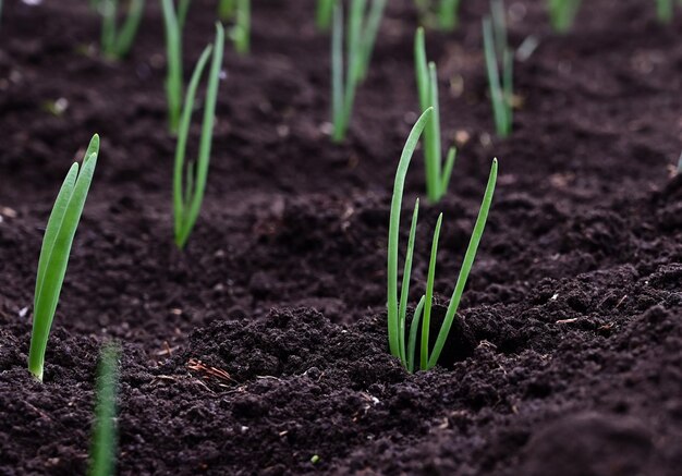 La mano femminile sta allentando il terreno nel giardino con l'attrezzo da giardino