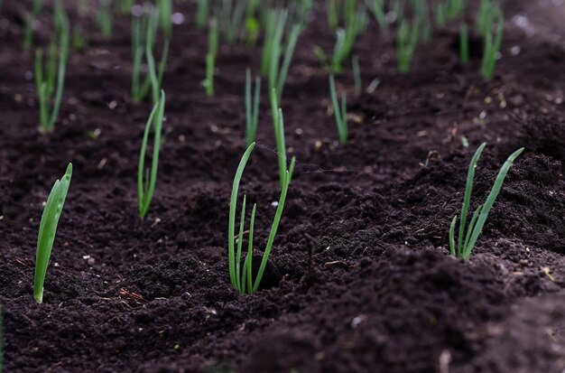 La mano femminile sta allentando il terreno nel giardino con l'attrezzo da giardino