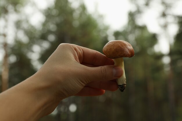 La mano femminile tiene il fungo fresco della foresta