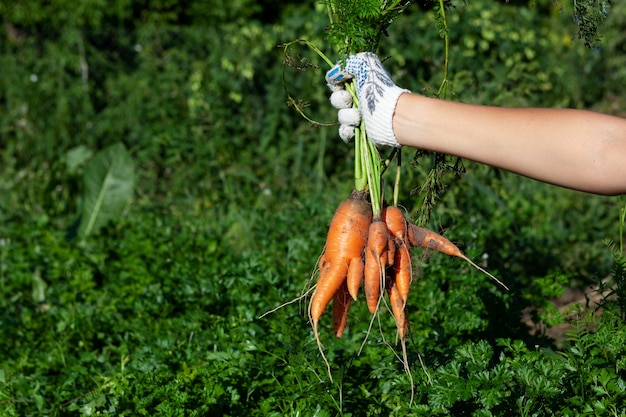 La mano femminile tiene insolite carote fuse con diverse code Verdure brutte Riduzione degli sprechi alimentari