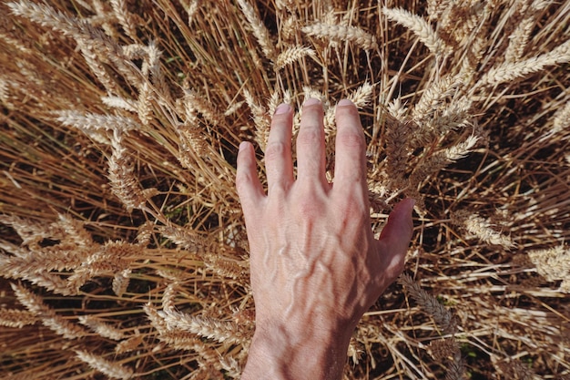 La mano forte di un uomo sullo sfondo del grano un lavoratore nel campo