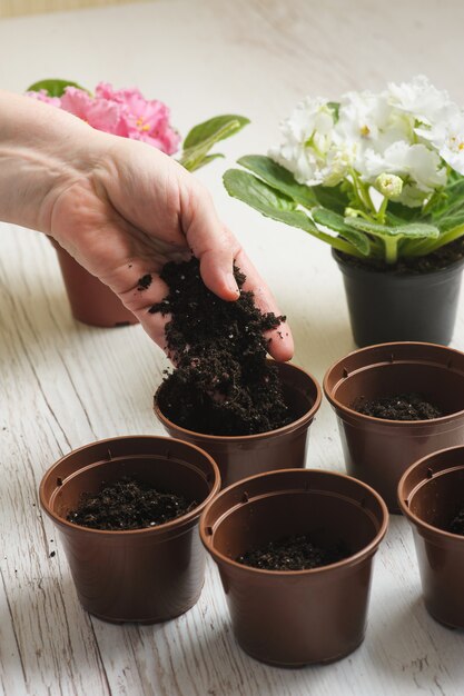 La mano getta il terreno in vaso