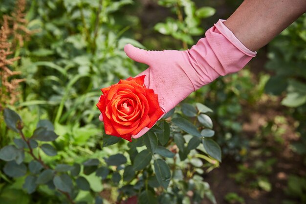 La mano guantata di un contadino mostra una rosa cresciuta