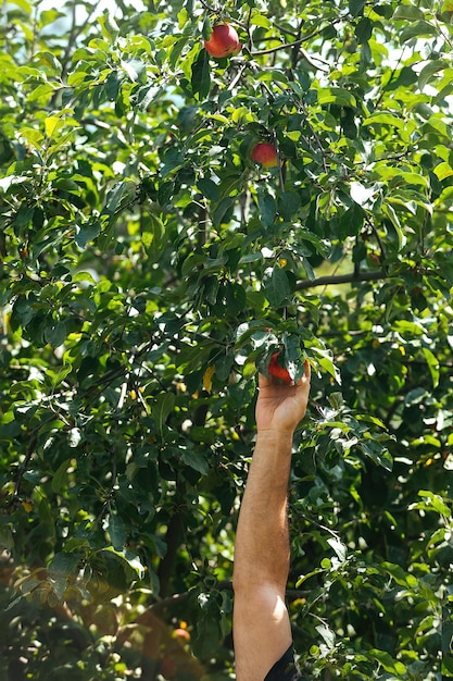 La mano maschile coglie le mele rosse mature dall'albero, la raccolta dei frutti autunnali