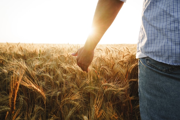 La mano maschio tocca le spighe di grano sul campo al tramonto