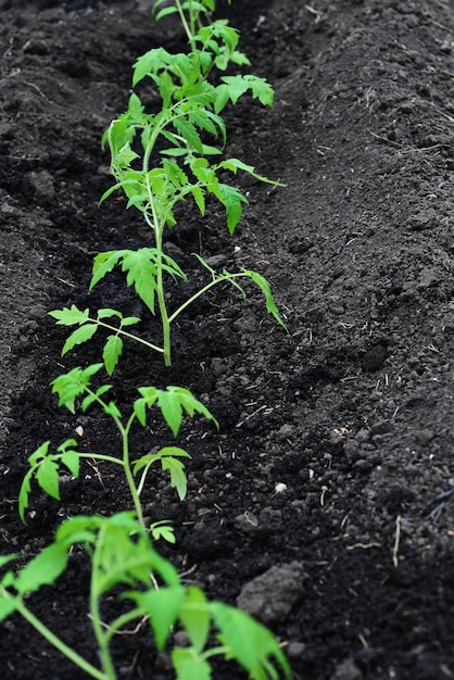 La mano mette la terra sotto un pomodoro verdeIl concetto di prendersi cura delle piante e coltivare prodotti biologici