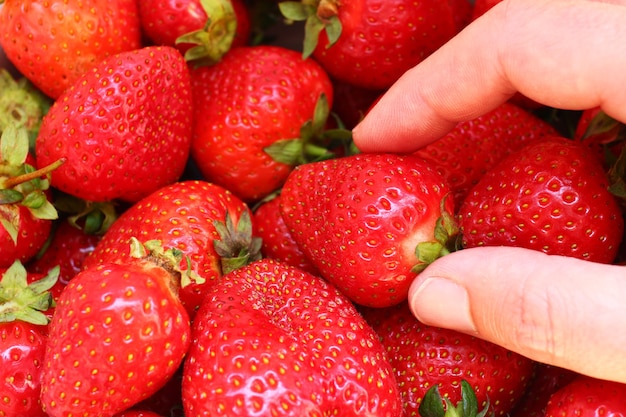 La mano prende un primo piano della fragola