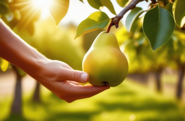 la mano raccoglie una pera matura da un ramo di un albero di pera agricoltore operaio di piantagione piantagione di pere giorno soleggiato frutteto di pere agricoltura biologica up close