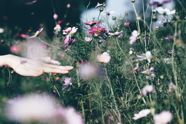 La mano tagliata tocca i fiori del cosmo