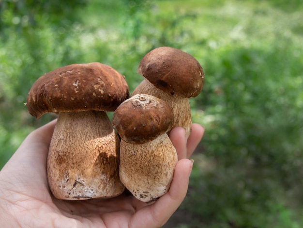 La mano tiene funghi porcini freschi.