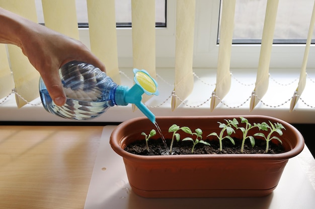 La mano tiene la bottiglia con l'ugello per l'irrigazione e le piantine annaffiate in vaso