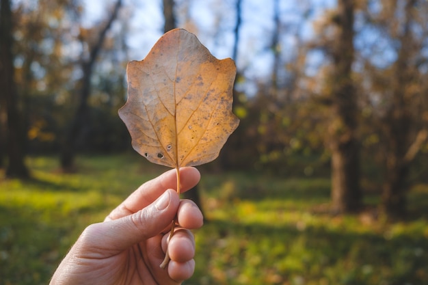 La mano tiene la foglia marrone sullo sfondo della foresta. Sfondo autunnale.