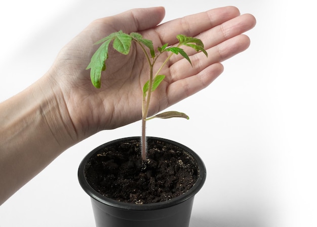 La mano tiene la piantina di pomodoro in una pentola su sfondo bianco.