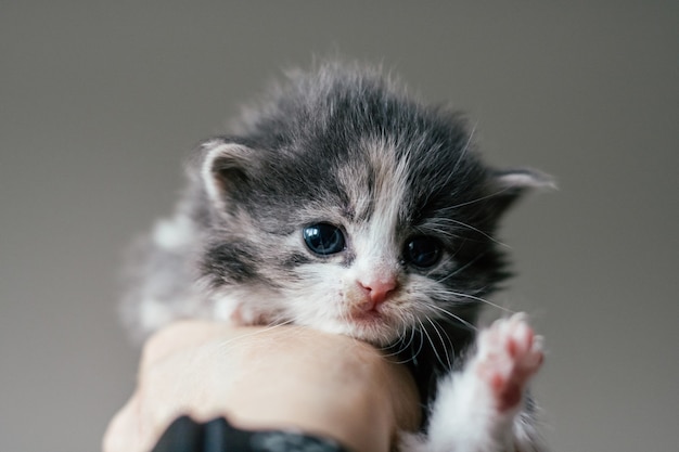 La mano tiene un piccolo gattino grigio e bianco carino, animali domestici a casa