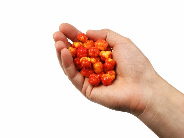 La mano tiene una manciata di bacche cloudberry