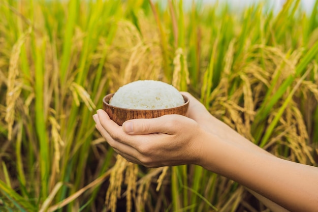 La mano tiene una tazza di riso bollito in una tazza di legno, sullo sfondo di un campo di riso maturo.