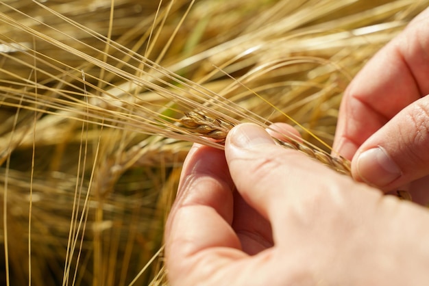 La mano tocca le orecchie del coltivatore di grano in un concetto di raccolto ricco di campo di grano