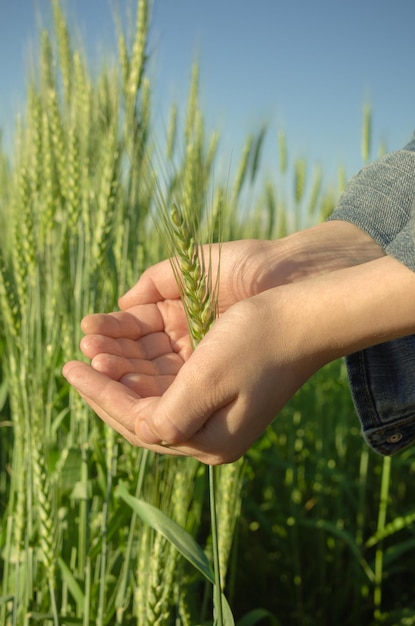 La mano tocca le spighe di grano nel campo