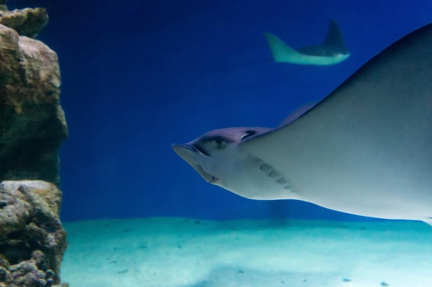 La manta galleggia nell'acqua blu