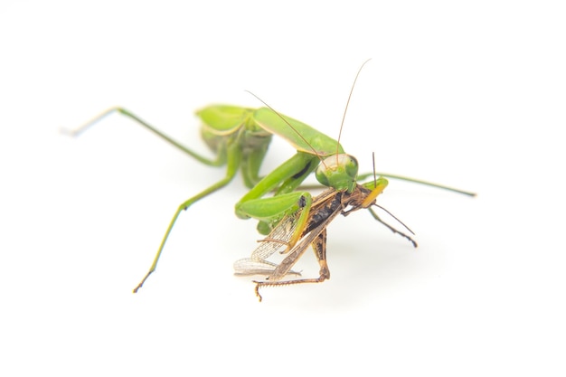 La mantide religiosa mangia un primo piano di cavalletta su uno sfondo bianco Caccia nel mondo degli insetti Preda per mangiare insetti