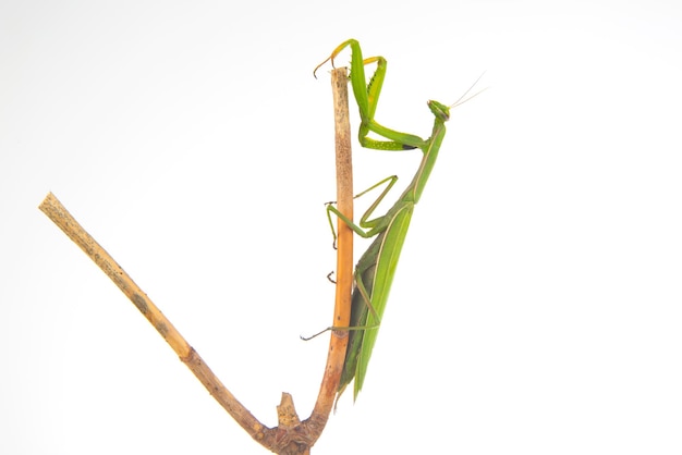 La mantide religiosa verde si siede su un ramo di albero su uno sfondo bianco predatore di insetti natura e zoologia