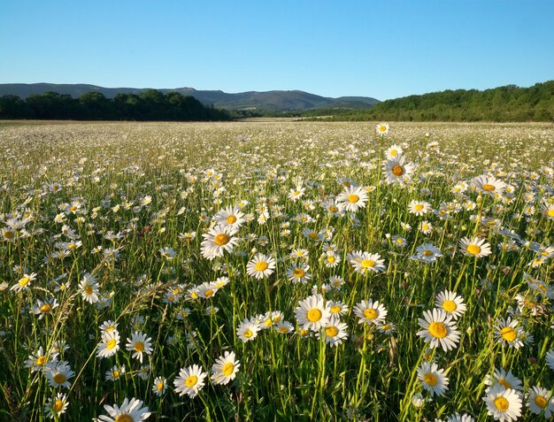 La margherita di primavera fiorisce nel prato di montagna