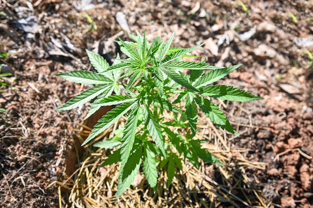 La marijuana lascia l'albero della pianta di cannabis che cresce in vaso su sfondo verde naturale Foglia di canapa per estratto medico sanitario naturale