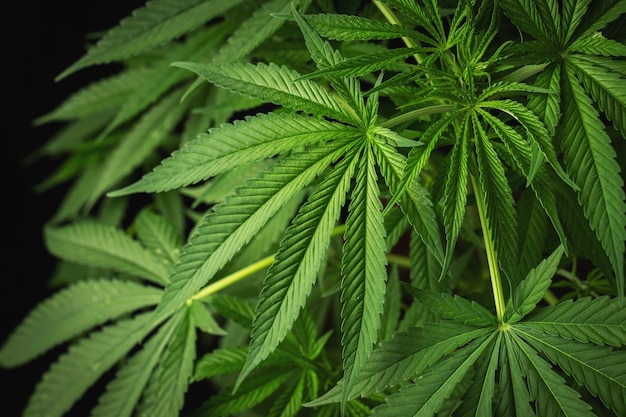 La marijuana lascia la cannabis su uno sfondo scuro bellissimo sfondo coltivazione indoor