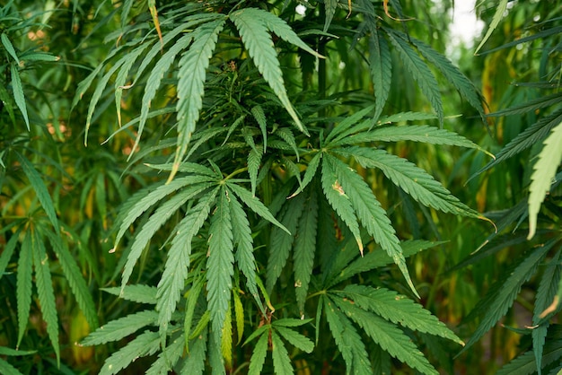 La marijuana lascia le piante di cannabis sullo sfondo della fattoria