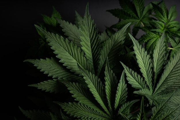 La marijuana lascia lo sfondo delle piante di cannabis