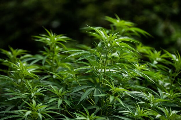 La marijuana lascia una pianta verde