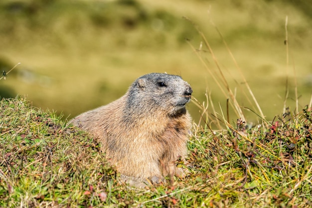 La marmotta alpina.