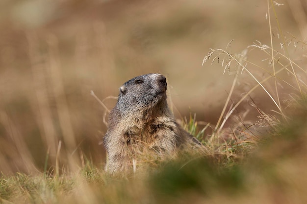 La marmotta in un ambiente alpino