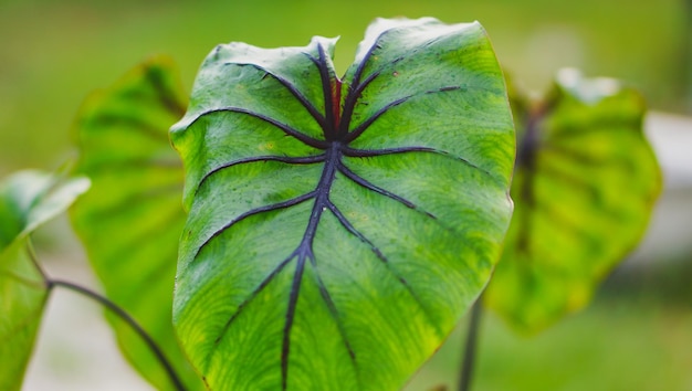 La maschera del faraone di Colocasia è una pianta acquatica da vicino