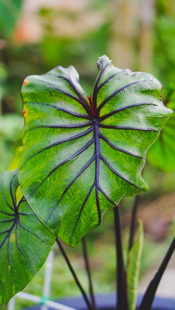 La maschera del faraone di Colocasia è una pianta acquatica da vicino