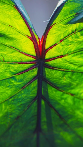 La maschera del faraone di Colocasia è una pianta acquatica da vicino