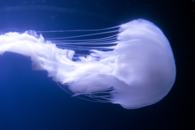 La medusa di ortica dell'Atlantico, Chrysaora quinquecirrha, nuota ondulando