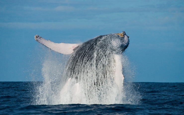 La megattera sta saltando fuori dall'acqua